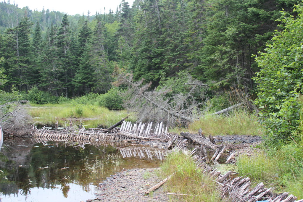 What remains of the logging camp Armstrong stopped at on his way to Hare Hill in 1946. Photo taken in 2012 by Shannon K. Green