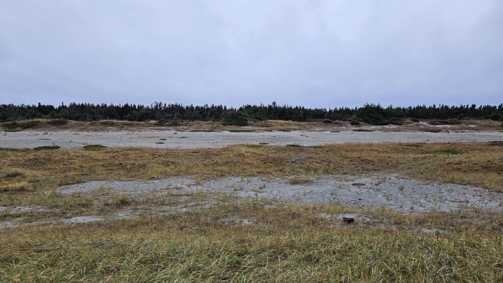 A landscape photo showing short grass in the foreground with patches of sand, then a length of sand around the middle of the photo, behind which is a small grassy slope and evergreen trees in the background. The sky is a gray-blue overcast.